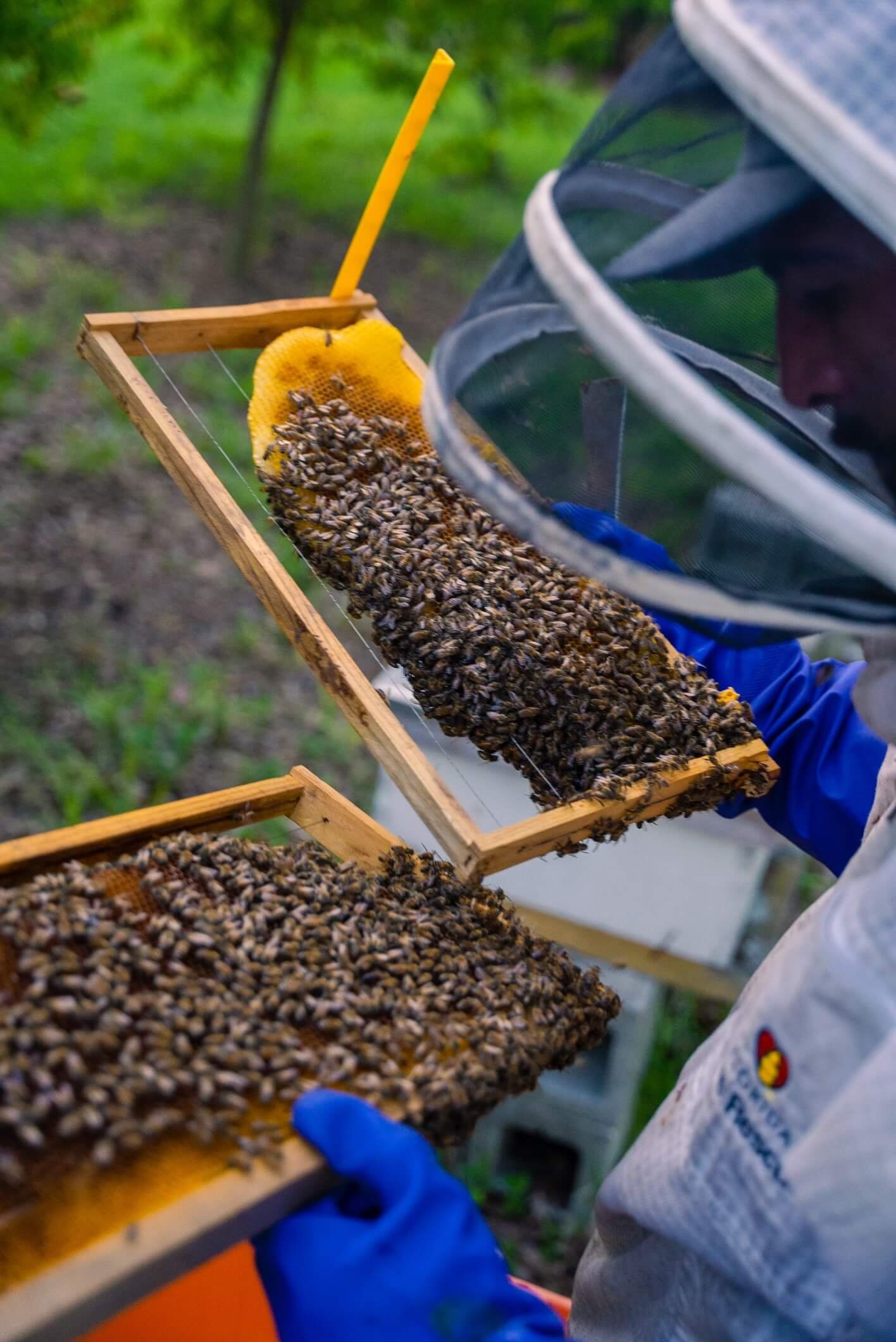 A men relocation bee alone