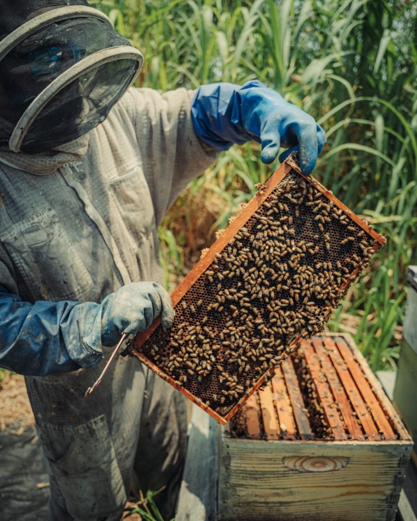 A person bee relocation