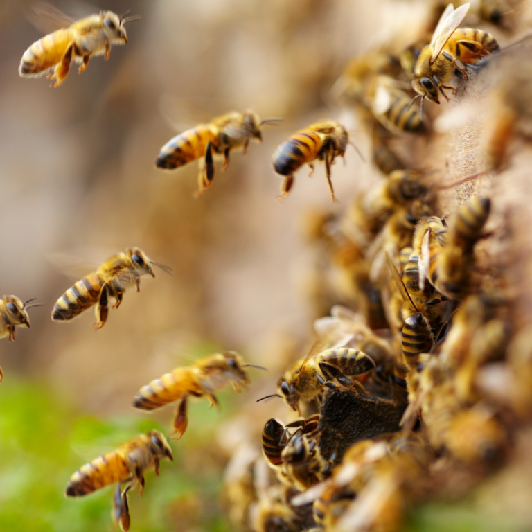 fly on bee