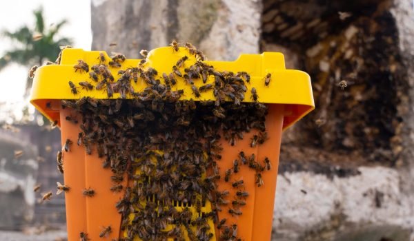 lots of bee with a yellow box lots of bee with a yellow box