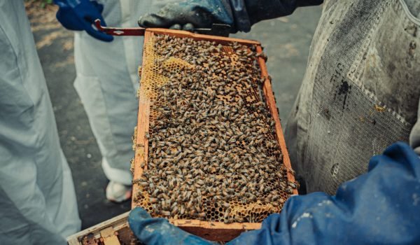 a person live bee rescue a person live bee rescue